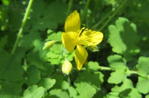 chelidonium majus (1200 x 799)